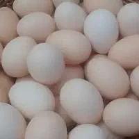 تخم مرغ رسمی محلی دارم جعفریه هستم