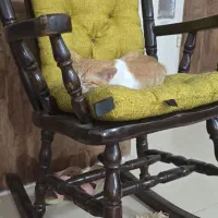 واگذاری گربه  فقط ب خانم واگذار میشه.