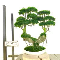 بنسای جاودان رومیزی با خزه و گل طبیعی بدون نگهداری