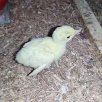 جوجه بوقلمون ( فروش ، معاوضه)