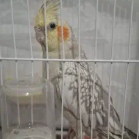 فروش عروس هلندی