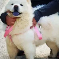 سگ ماده چاوچاو نزدیک فحل/معامله با طوطی راهب