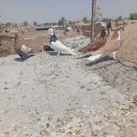 ۴تانر برافروش