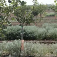 وجین