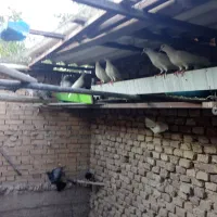 کبوتر فروشی