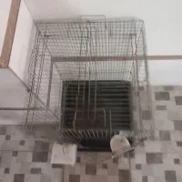 قفس عروس هلندی نو