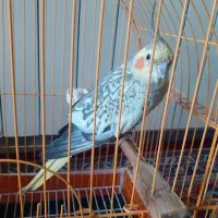 ،عروس هلندی