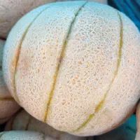 طالبی آب گیری