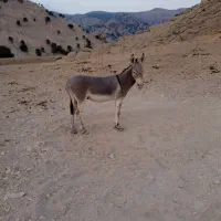 الاغ
