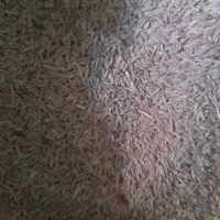 گندم و جو