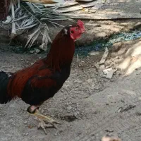 خروس لاری افغان