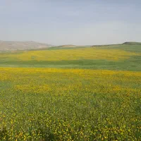 زمین-زراعی-سند-دار