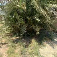 نخل|گل و گیاه طبیعی|شوشتر, |دیوار