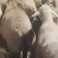 گوسفند با بره ۱۵ کیلو