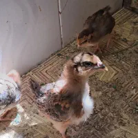 جوجه مرغ و خروس محلی و گلپیگانی