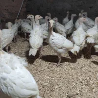 بوقلمون گوشتی جوجه