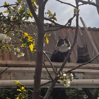 گمشده