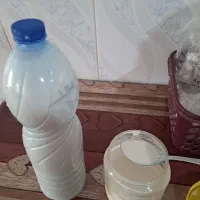 کشک|خوردنی و آشامیدنی|گل تپه, |دیوار