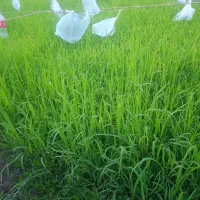 فروش زمین مسکونی در میمه