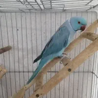 ملنگو نر ابی سر حال و اماده