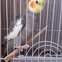عروس هلندی نر