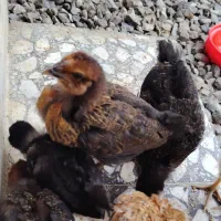 فروش یا معاوضه جوجه خروس گلین یک ماهه