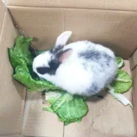 خرگوش با مزه