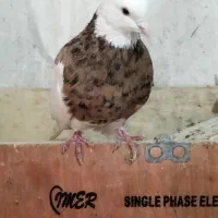 طوقی زرد نر