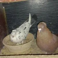 یه جفت کبوتر با تخم معاوضه با جفت پلاکی