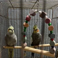 ی جفت عروس هلندی سالم