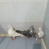 فروش کبوتر پرشی