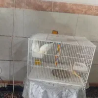 عروس هلندی