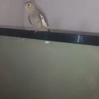 عروس هلندی دوماهه