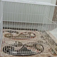 قفس پرنده سالم