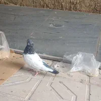 کفتر