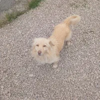 پامر اشپیتز