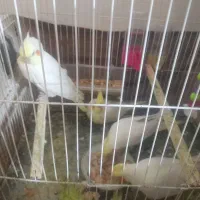 جوجه عروس هلندی۴قطعه