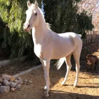 اسب عرب ۸ ساله مدارک دار