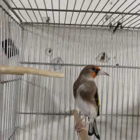 سهره دورگه قواره دار