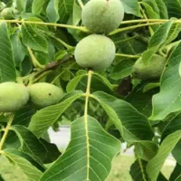 اجاره باغ گردو سر درختی وتکاندن نصف ای