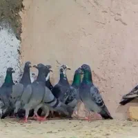 دسته‌پلاکی