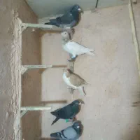 کبوتر بوم ضربه