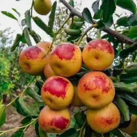 نهال عناب ازبک گردویی (سیبی) گلدانی