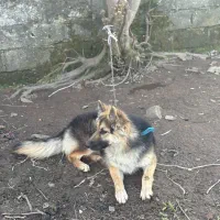 سگ ژرمن ماده