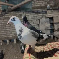 یک جفت کفتر پلاکی