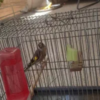 سهره