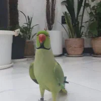 گمشده، ، طوطی،ملنگو، نسیم شهر