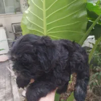 توله فروشی