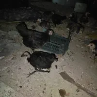 چند عدد جوجه سه ماهه