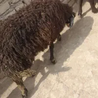 بره 5ماهه